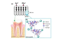Hydroxyapatite Toothpaste: Efficacy, Safety, and Latest Research Findings