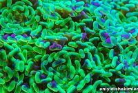 How the Oral Microbiome Affects Every System in Your Body