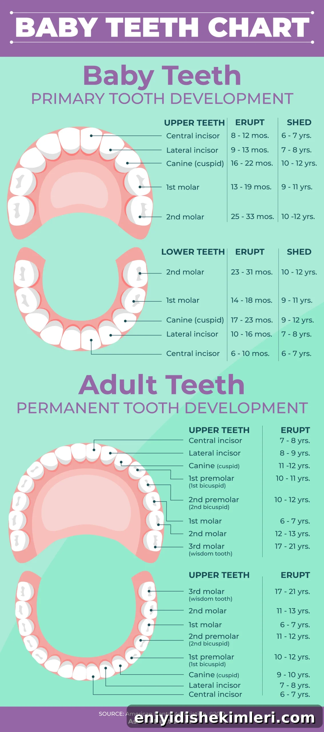 Baby Teeth Timeline: Eruption, Loss Ages, and Care Guide 2 img 19888 1 scaled