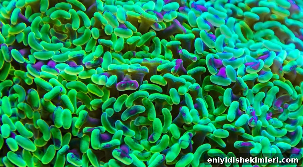 Why the Oral Microbiome Matters: Insights from an Expert Interview 2 graphic rendering of oral microbiome