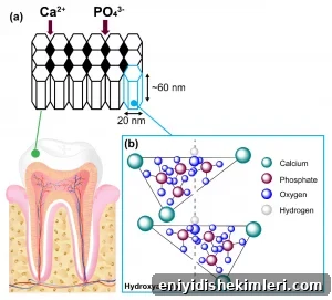Hydroxyapatite Toothpaste: Efficacy, Safety, and Latest Research Findings 2 schematic enamel microcrystals hydroxyapatite