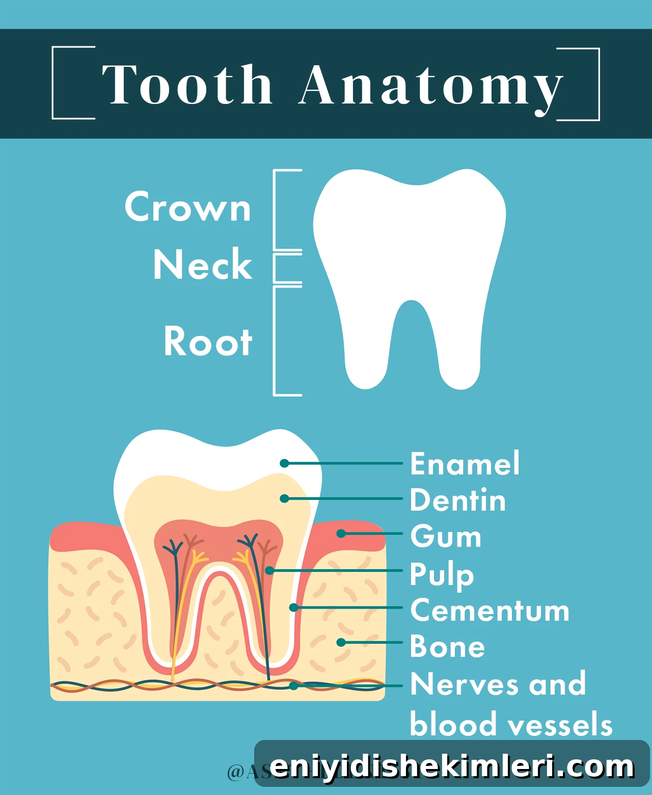 Root Canal Treatment Guide: What to Expect and Alternatives 3 tooth anatomy, inside of a tooth, outside of a tooth, tooth diagram